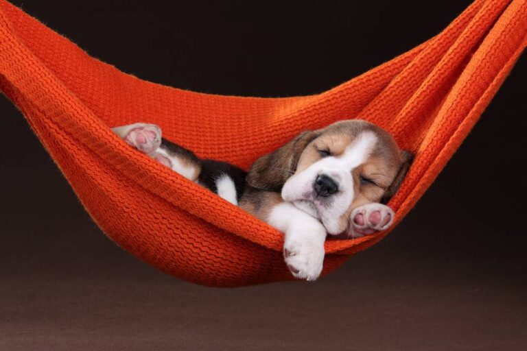 comfortable orthopedic pet bed for dogs and cats soft cushion bed for better sleep and support