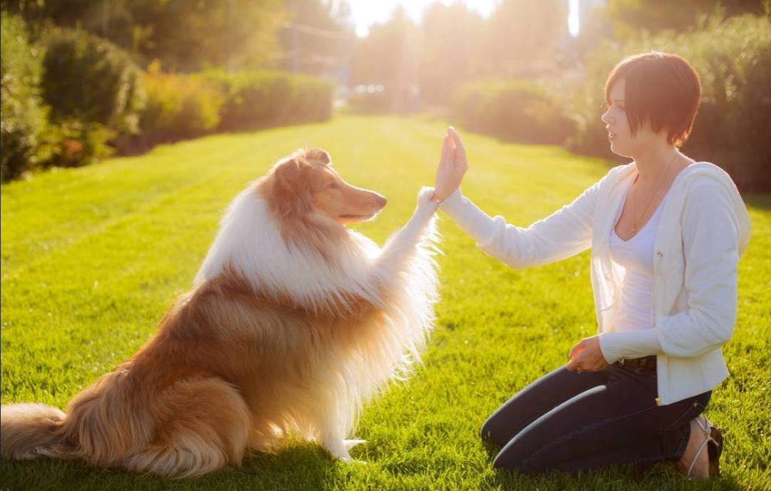 pet grooming session with brush and care tools