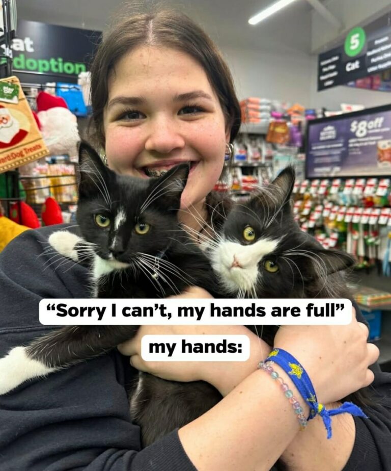 owner grooming a cat with a brush