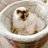 Luxury cuddle cup pet bed with cat resting in a soft cozy nest