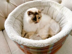 Luxury cuddle cup pet bed with cat resting in a soft cozy nest Luxury cuddle cup pet bed with cat resting in a soft cozy nest