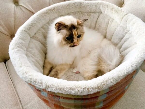 Luxury cuddle cup pet bed with cat resting in a soft cozy nest