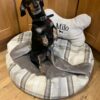 luxury snuggle nest pet bed with blanket for small dogs luxury snuggle nest pet bed with blanket for small dogs