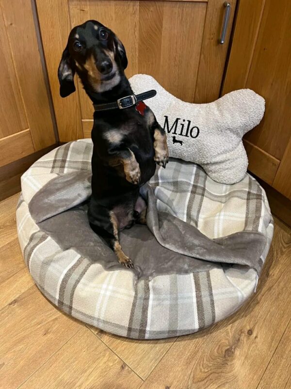 luxury snuggle nest pet bed with blanket for small dogs luxury snuggle nest pet bed with blanket for small dogs
