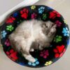 plush calming pet bed for anxiety relief