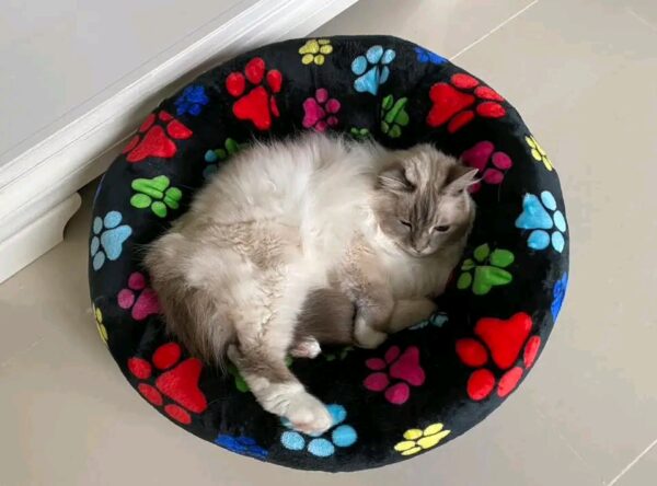 plush calming pet bed for anxiety relief