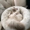 ultra soft calming donut pet bed for cats and dogs