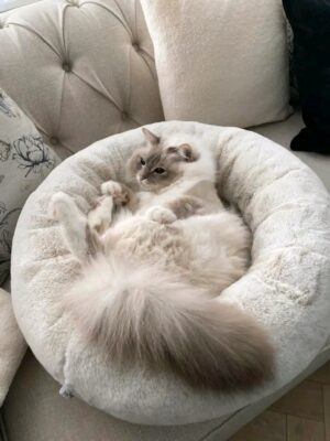 ultra soft calming donut pet bed for cats and dogs