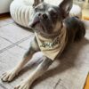 soft custom name pet bandana collar accessory