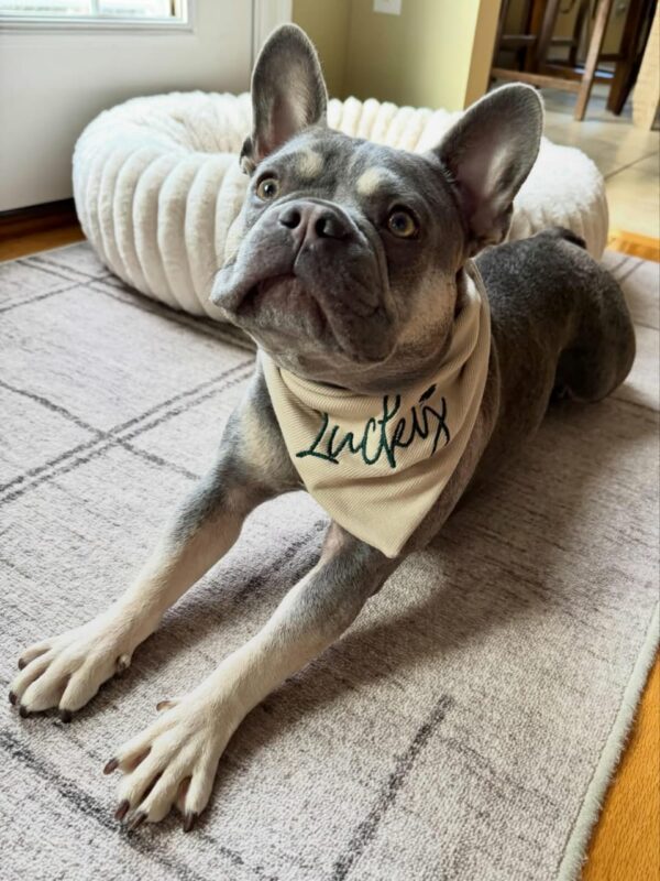 soft custom name pet bandana collar accessory