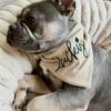 cute dog wearing personalized bandana scarf