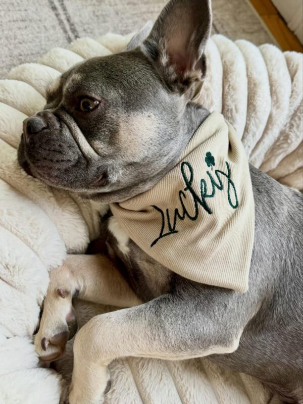 cute dog wearing personalized bandana scarf