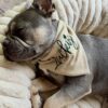 stylish pet bandana with name for everyday wear