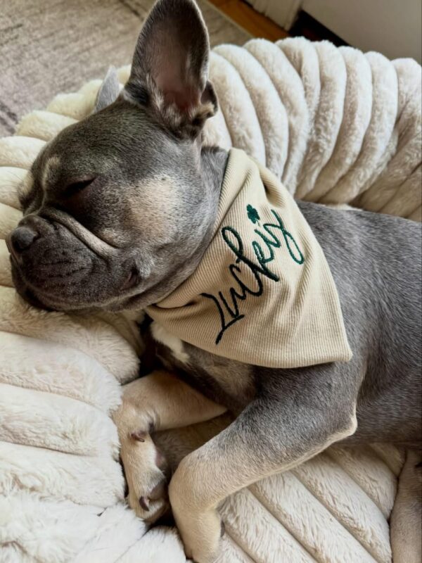 stylish pet bandana with name for everyday wear