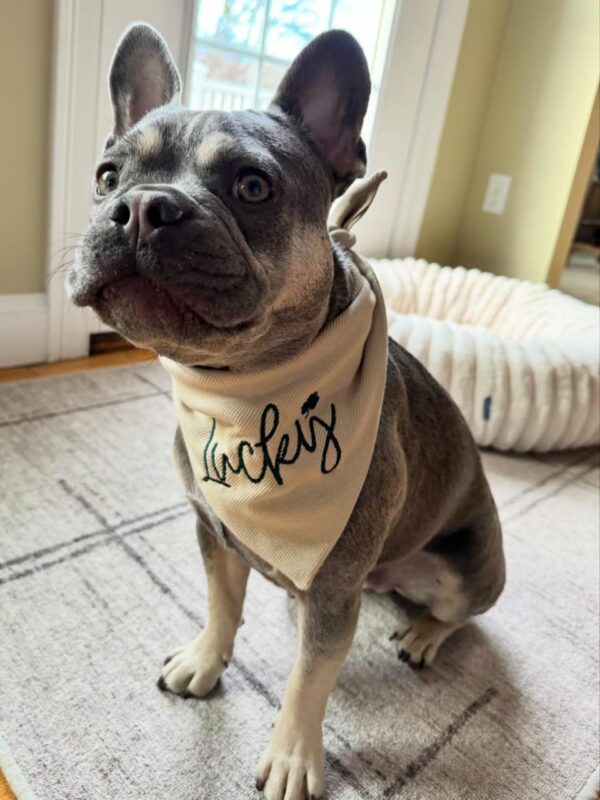 custom dog bandana collar for small dogs and cats