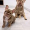 male-female-pit-bull-puppies-for-sale male-female-pit-bull-puppies-for-sale