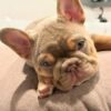 Bull Puppies for Sale – Healthy Male and Female PitBull Puppies Bull Puppies for Sale – Healthy Male and Female PitBull Puppies