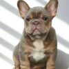 PitBullPuppies Buy Male PitBull Puppies for sale