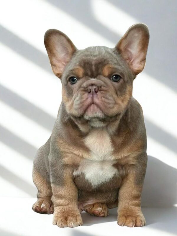 PitBullPuppies Buy Male PitBull Puppies for sale