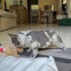 Blue Merle French Bulldog Puppy for Sale | Rare Purebred Frenchie