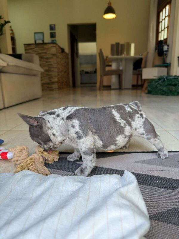 Blue Merle French Bulldog Puppy for Sale | Rare Purebred Frenchie
