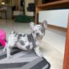 Blue Merle French Bulldog Puppy for Sale | Rare Purebred Frenchie