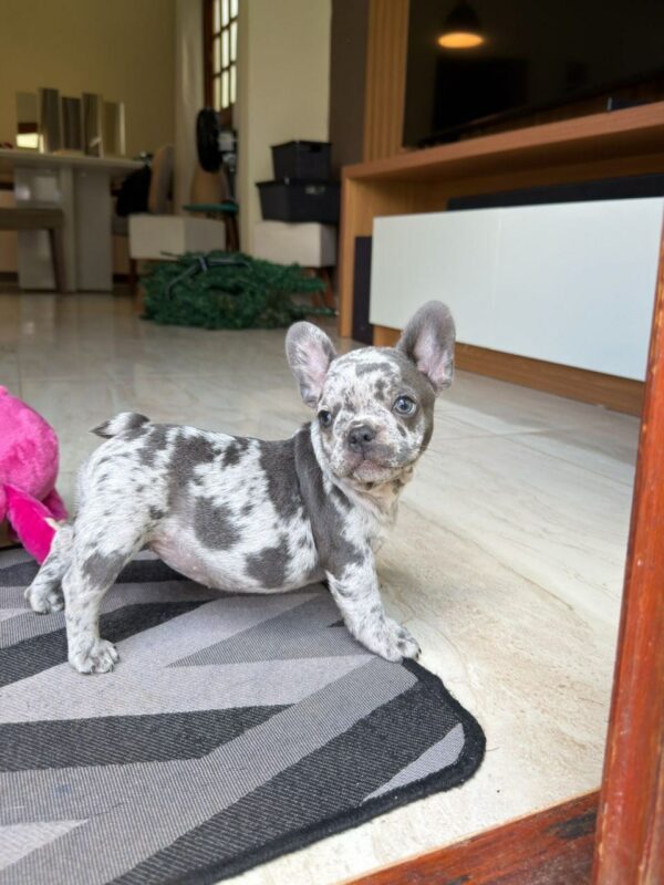 Blue Merle French Bulldog Puppy for Sale | Rare Purebred Frenchie