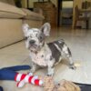 Blue merle French Bulldog puppy standing on a rug with rope toy and plushies nearby