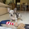 Blue Merle French Bulldog Puppy for Sale | Rare Purebred Frenchie
