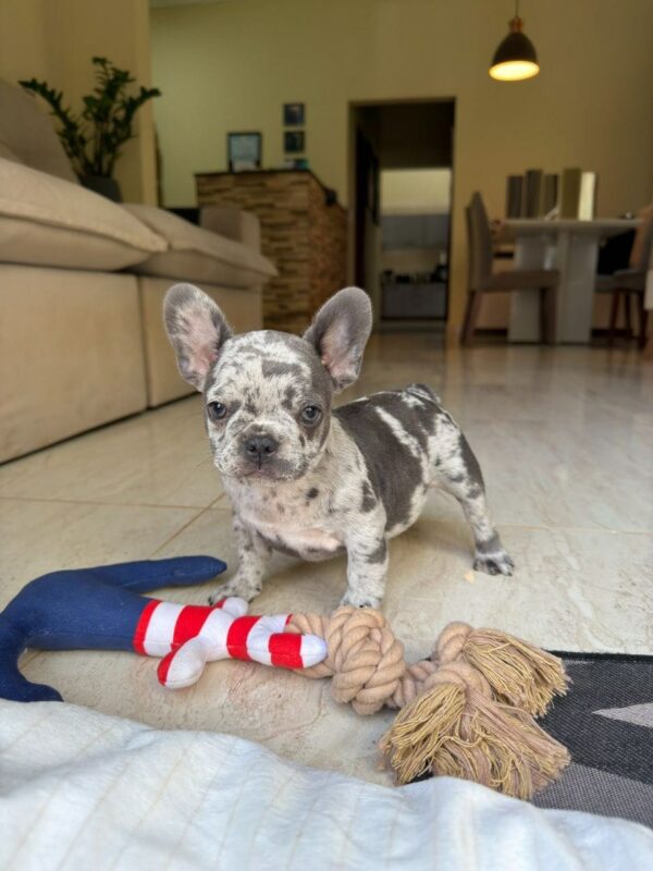 Blue Merle French Bulldog Puppy for Sale | Rare Purebred Frenchie