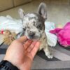 Blue Merle French Bulldog Puppy for Sale | Rare Purebred Frenchie