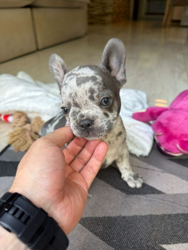 Blue Merle French Bulldog Puppy for Sale | Rare Purebred Frenchie