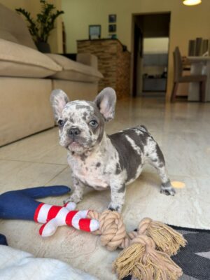 Blue merle French Bulldog puppy standing on a rug with rope toy and plushies nearby