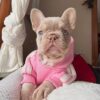 Lilac Female French Bulldog Puppy - 8 Weeks Lilac Female French Bulldog Puppy - 8 Weeks
