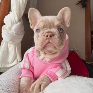 Lilac Female French Bulldog Puppy - 8 Weeks