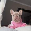 Lilac Female French Bulldog Puppy - 8 Weeks- Lilac Female French Bulldog Puppy - 8 Weeks