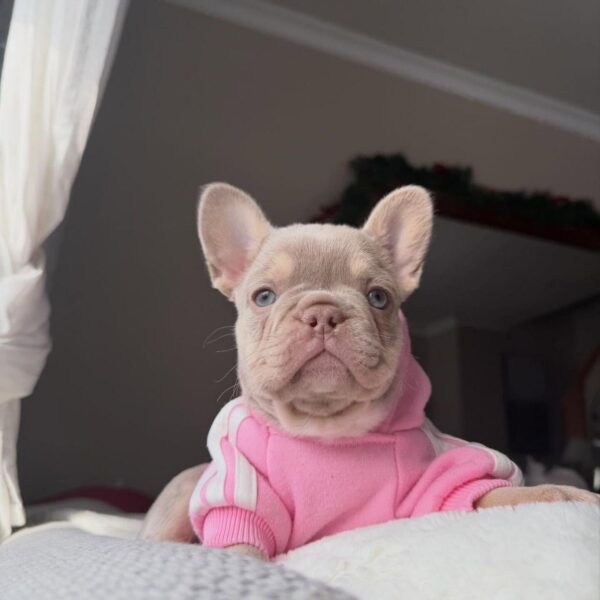 Lilac Female French Bulldog Puppy - 8 Weeks- Lilac Female French Bulldog Puppy - 8 Weeks