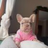 Lilac Female French Bulldog Puppy - 8 Weeks Lilac Female French Bulldog Puppy - 8 Weeks