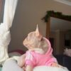 Lilac Female French Bulldog Puppy 8 Weeks Lilac Female French Bulldog Puppy - 8 Weeks
