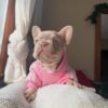 Lilac Female French- Bulldog Puppy - 8 Weeks Lilac Female French Bulldog Puppy - 8 Weeks