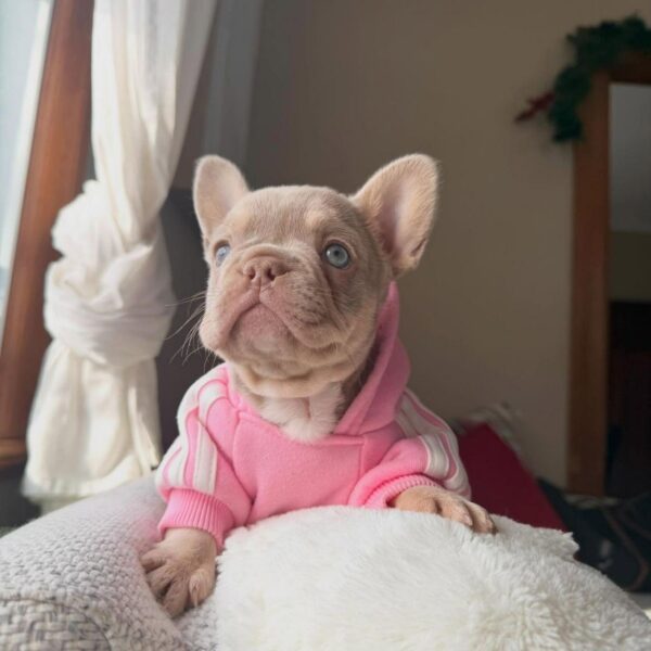Lilac Female French- Bulldog Puppy - 8 Weeks Lilac Female French Bulldog Puppy - 8 Weeks