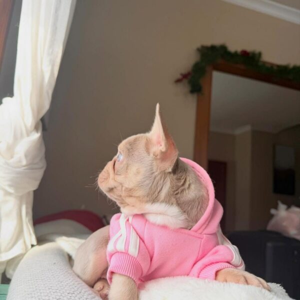 Lilac Female French Bulldog Puppy 8 Weeks Lilac Female French Bulldog Puppy - 8 Weeks
