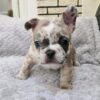 Pit Bull Puppy Healthy Family Merle Pit Bull Puppy for Sale | Healthy & Playful