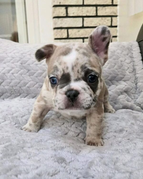 Pit Bull Puppy Healthy Family Merle Pit Bull Puppy for Sale | Healthy & Playful
