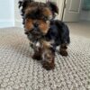 Teacup Yorkie puppies with silky blue and tan coat Teacup Yorkie puppies with silky blue and tan coat