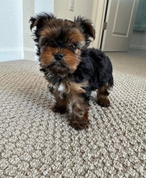 Teacup Yorkie puppies with silky blue and tan coat
