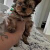 Teacup Yorkie 9-weeks Puppy
