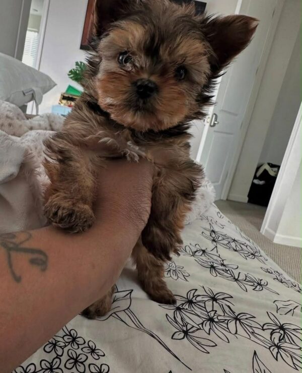 Teacup Yorkie 9-weeks Puppy