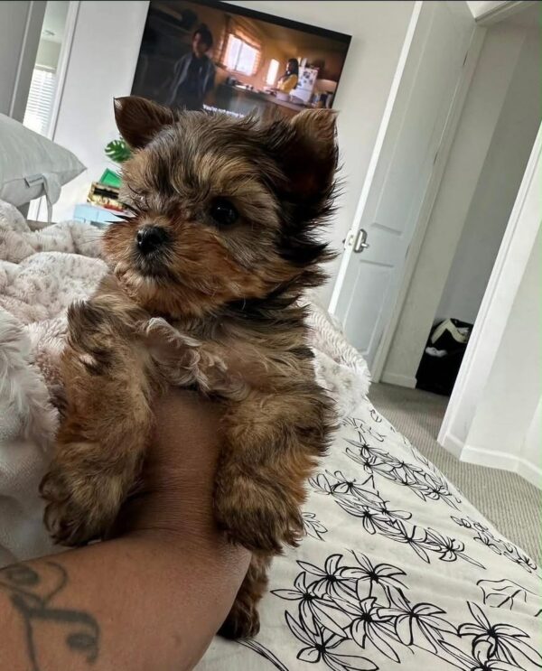 Teacup Yorkie Puppies