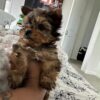 Teacup Yorkie Puppy